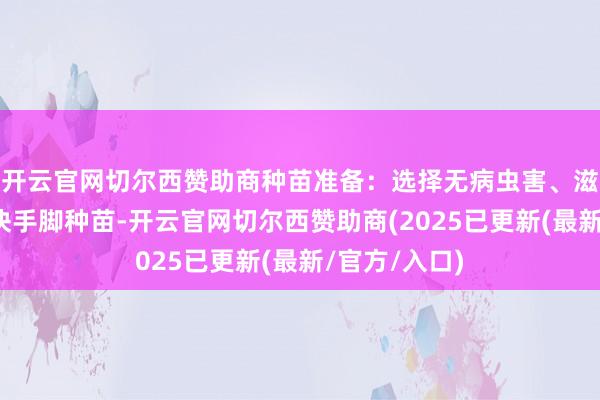 开云官网切尔西赞助商种苗准备：选择无病虫害、滋长健壮的薯块手脚种苗-开云官网切尔西赞助商(2025已更新(最新/官方/入口)